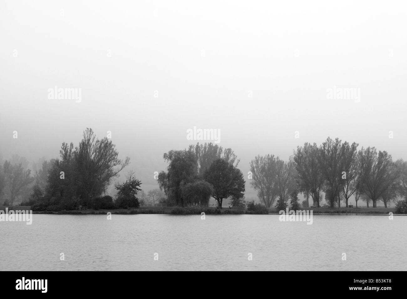 Herbst-Bäume b&w - Konzept für Leid und Elend Stockfoto