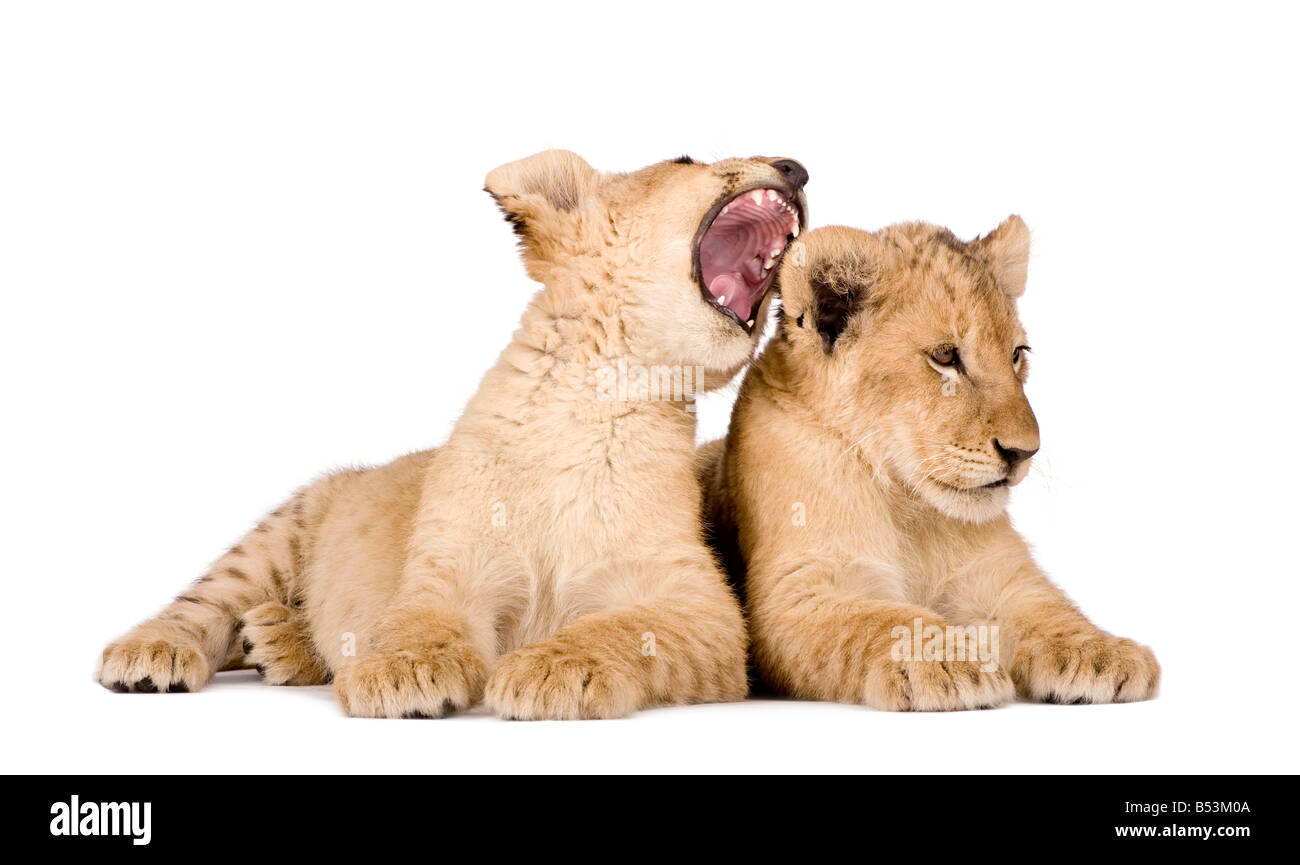 Lion Cubs 4 Monate vor einem weißen Hintergrund Stockfoto