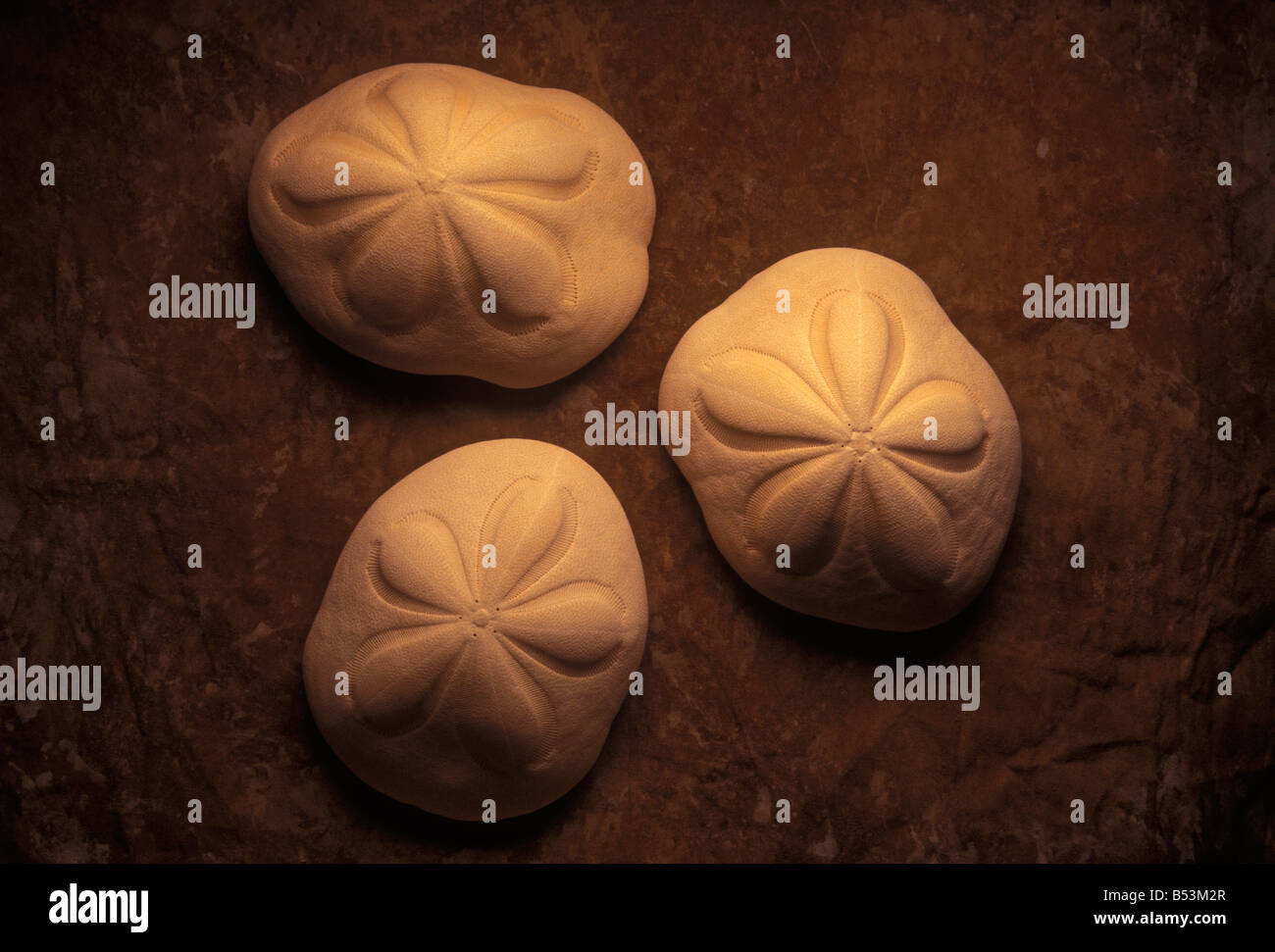 Drei Pfannkuchen Sanddollar Stockfoto