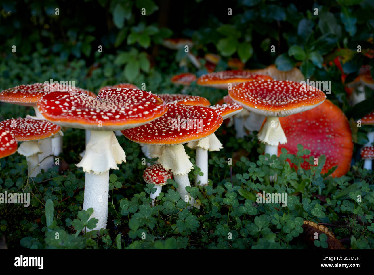 Fliegenpilz Pilz an einem Herbsttag Stockfoto