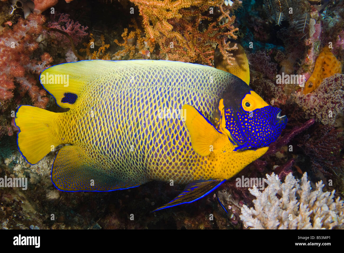 Blaues Gesicht Kaiserfisch, Pomacanthus Xanthometopon, Komodo, Indonesien. Stockfoto
