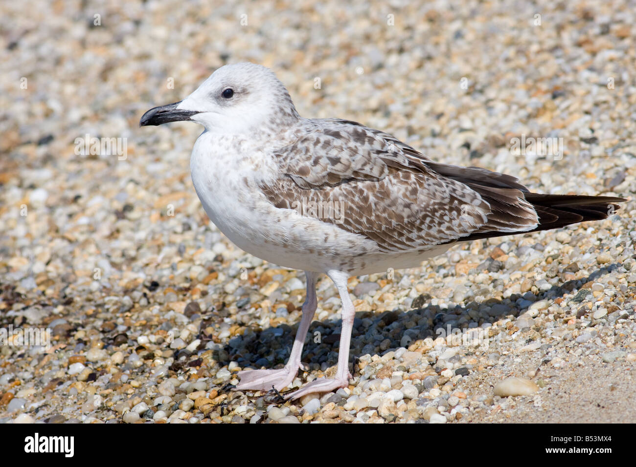 Juvenile Yellow-legged Möve Larus michahellis Stockfoto