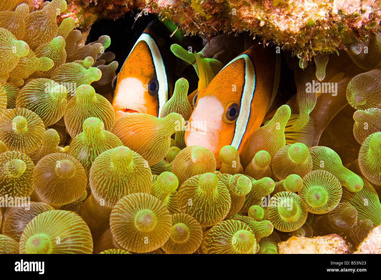 Clarks Anemonenfische, Amphiprion Clarkii in Seeanemone Entacmaea Quadricolor, Komodo, Indonesien. Stockfoto