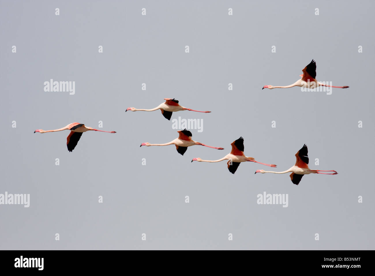 Flamingos, Phoenicopterus ruber Stockfoto