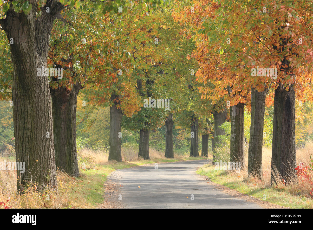 Alte rote Eiche Bäume Lane im Herbst Quercus rubra Stockfoto