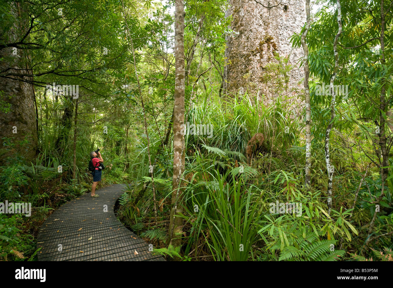 Touristen auf der Suche an einem Kauri-Baum in den Waipoua Kauri Forest, North Island, Neuseeland Stockfoto