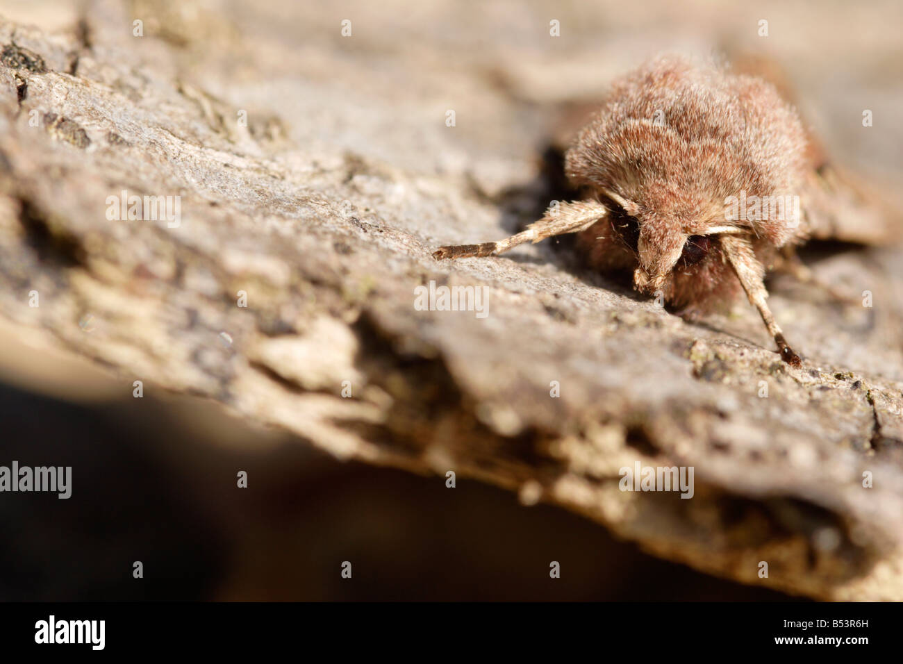 Hebräischen Zeichen Motte (Orthosia Gothica) auf Rinde, England, UK Stockfoto