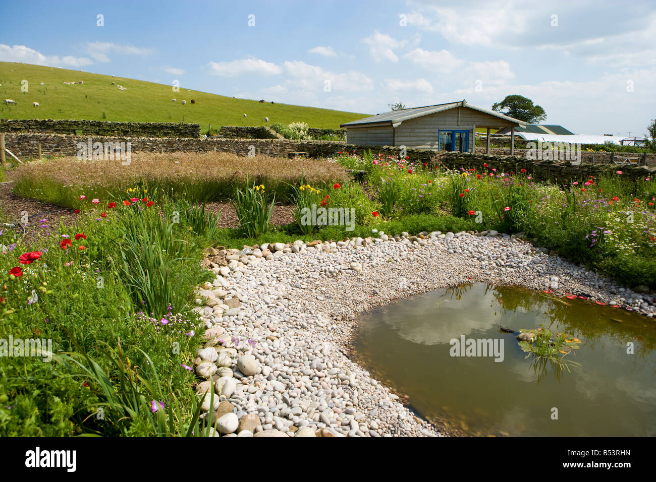 neuen Teich in einem Wildlife-Garten Stockfoto