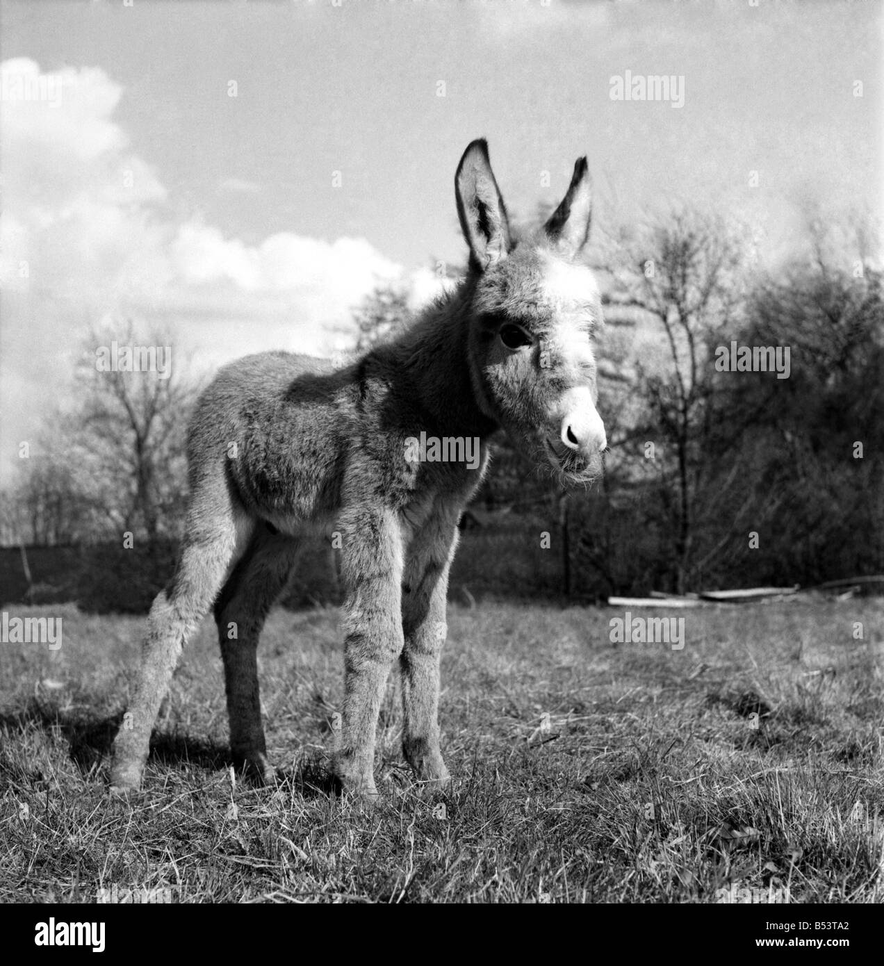 Zwerg Esel am Whipsanade Zood. April 1953 D1890 Stockfoto