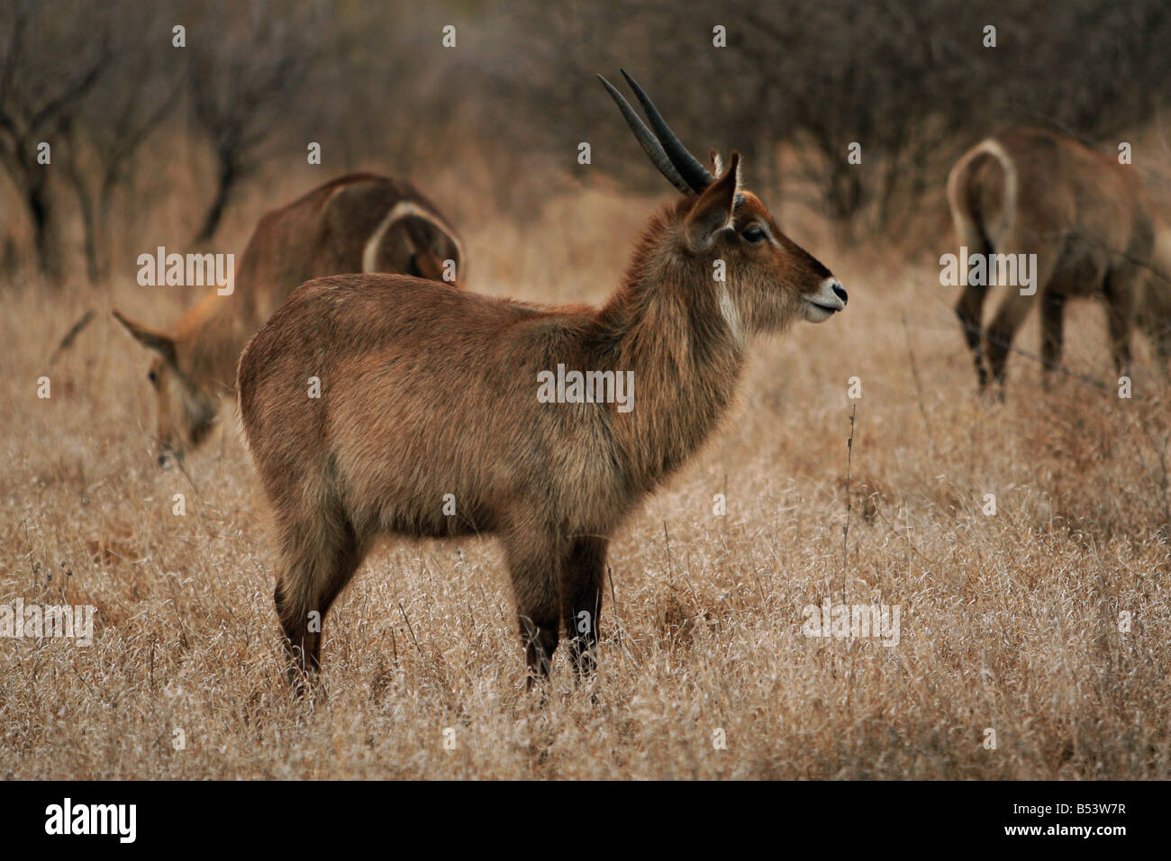 Wasserbock (Kobus Ellipsiprymnus) eine Antilope im Krüger Nationalpark in Südafrika Stockfoto