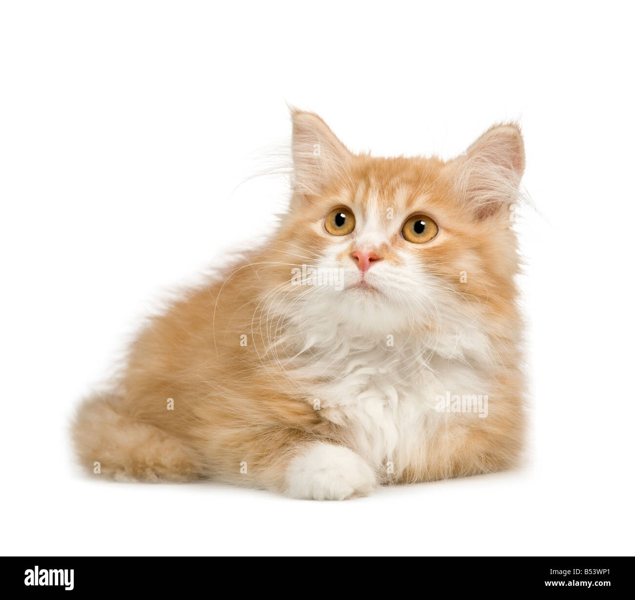 Sibirische Katze 12 Wochen vor einem weißen Hintergrund Stockfoto