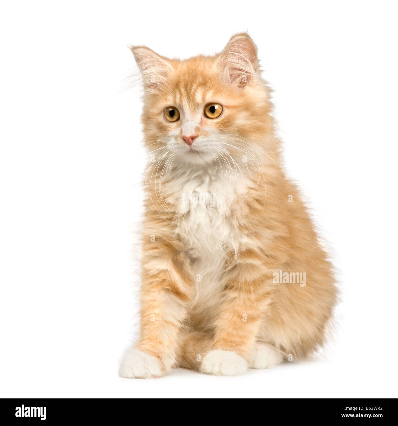 Sibirische Katze 12 Wochen vor einem weißen Hintergrund Stockfoto