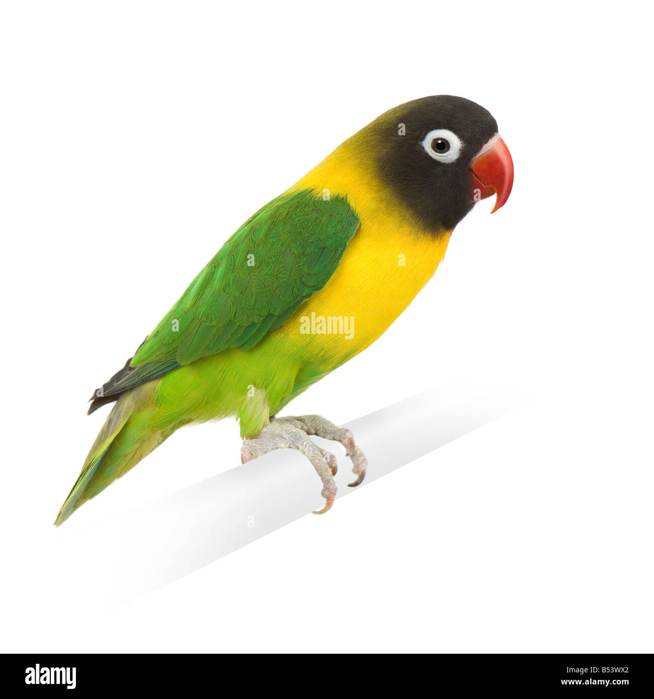 Maskierte Lovebird vor einem weißen Hintergrund Stockfoto