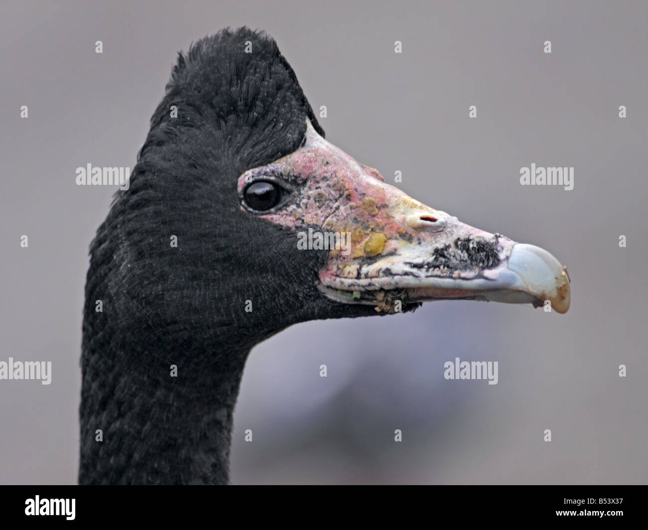 Magpie Goose (Anseranas Semipalmata) Porträt Stockfoto