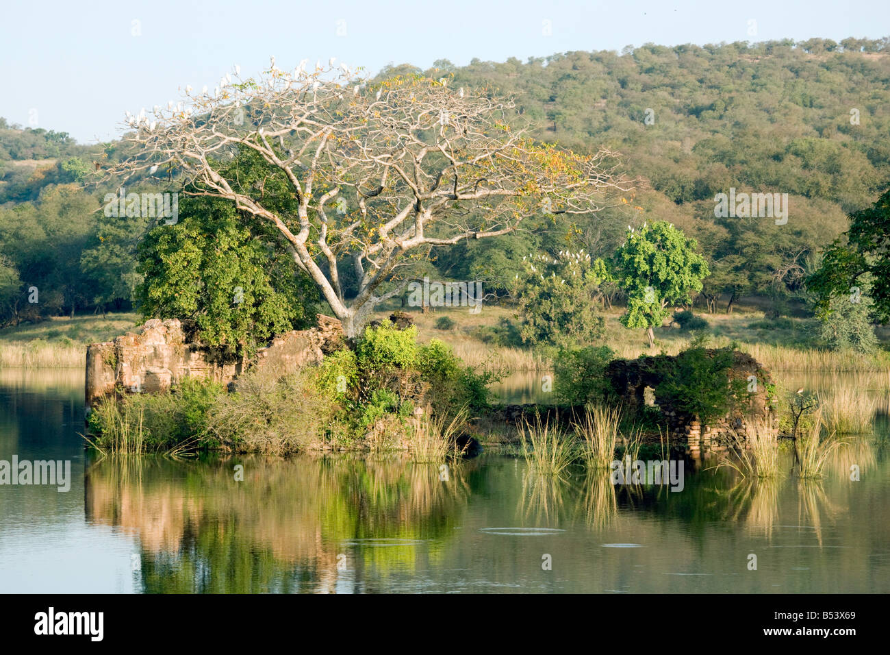 Am frühen Morgen am See, mit Reiher in den Bäumen, Ranthambore Nationalpark, Rajasthan, Indien Stockfoto