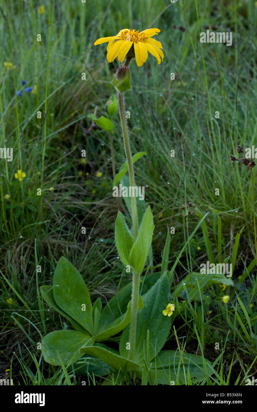 Wilde Arnika Arnica Montana Piatra Craiulu Mountains National Park