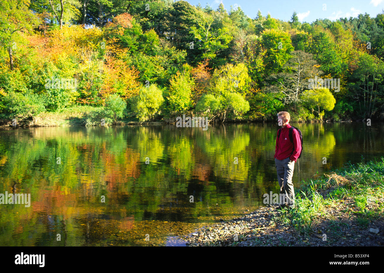 Herbstfärbung auf dem Fluß Teviot in der Nähe von Kelso Wanderer zu Fuß entlang der Grenze Abteien Weg schottischen Grenzen Scotland UK Stockfoto