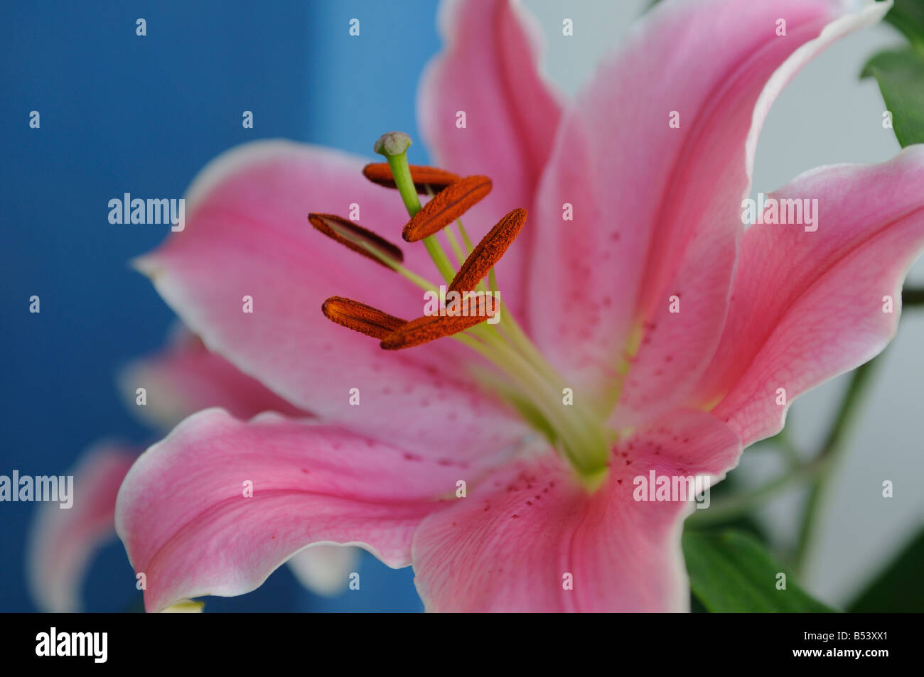 Rosa Tiger-Lilie Blume Stockfoto