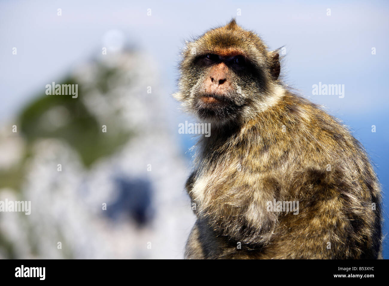 Barbary Macaque, Macaca Sylvanus, Porträt, Gibraltar Stockfoto
