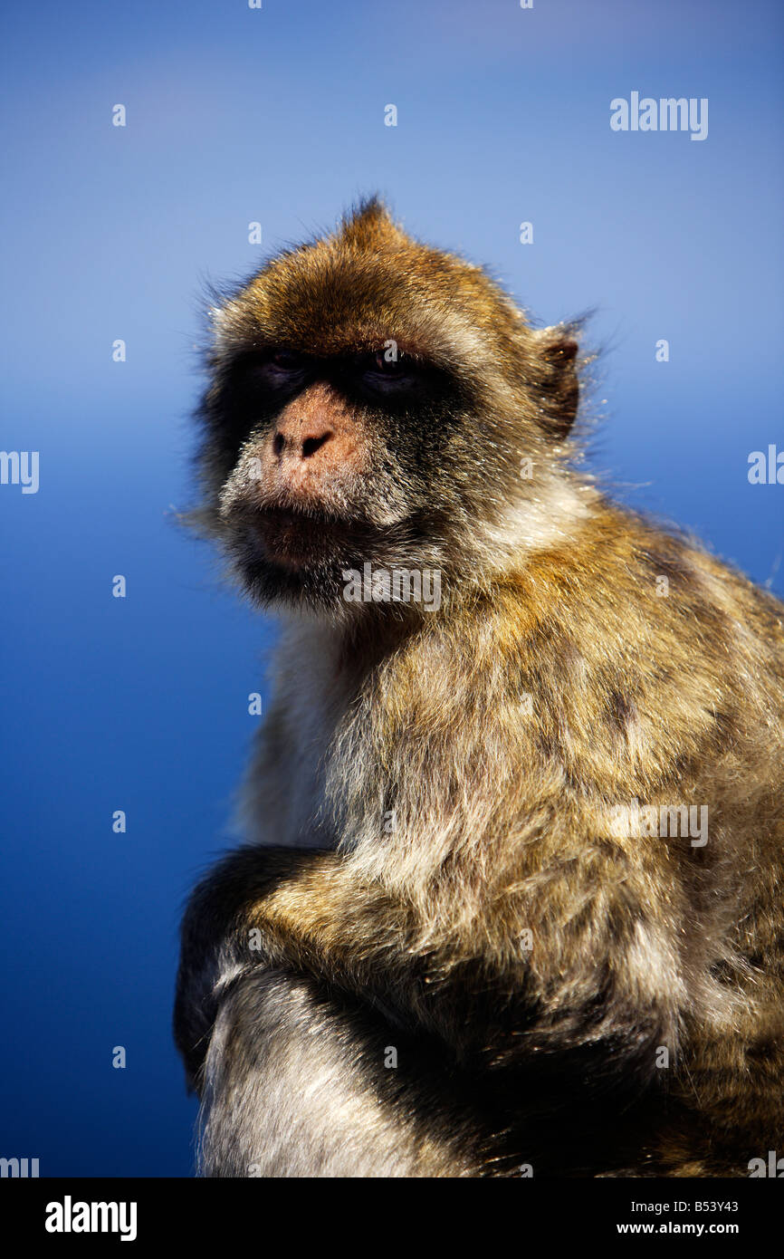 Barbary Macaque, Macaca Sylvanus, Porträt, Gibraltar Stockfoto
