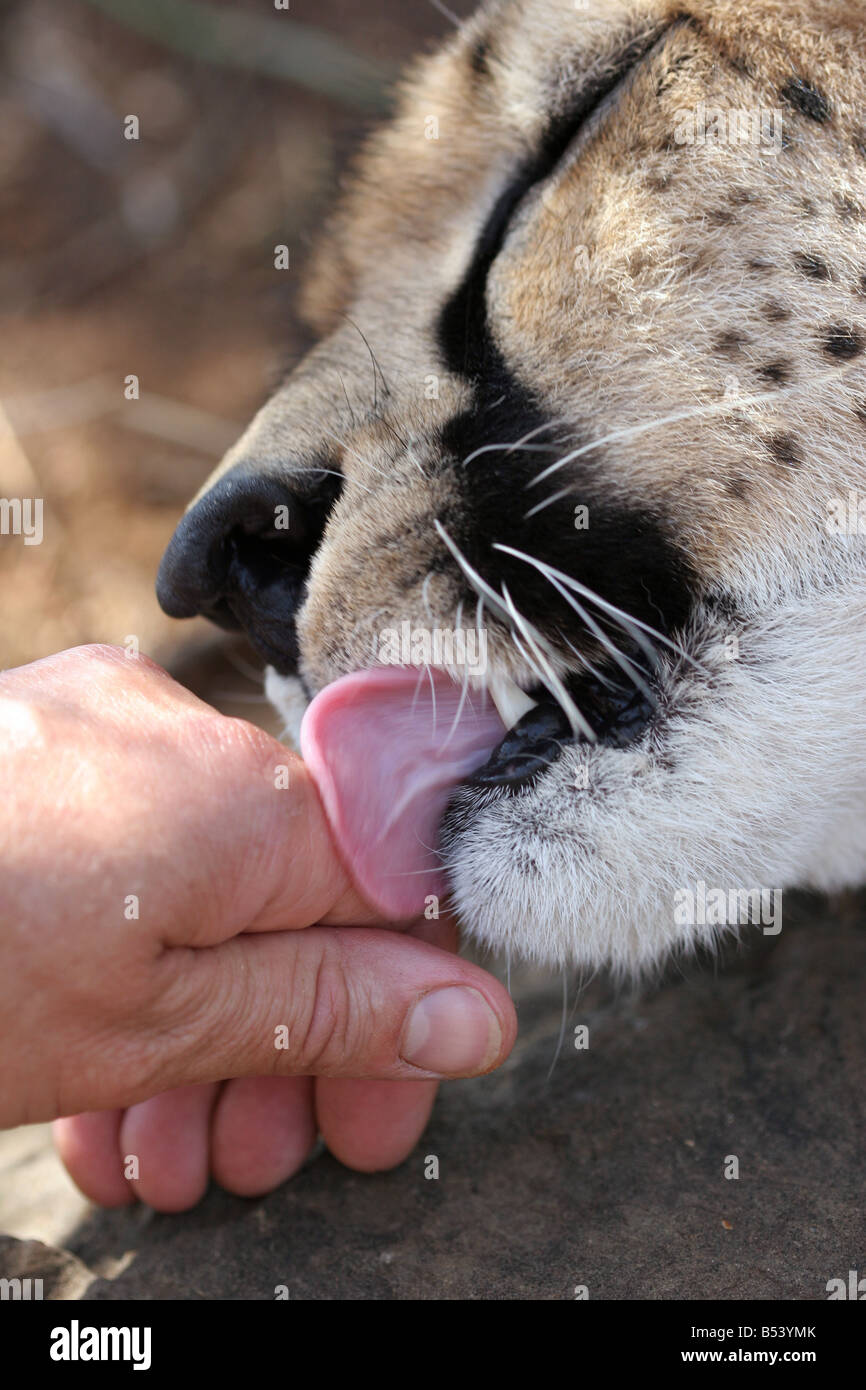 zahme Geparden Hand lecken Stockfoto