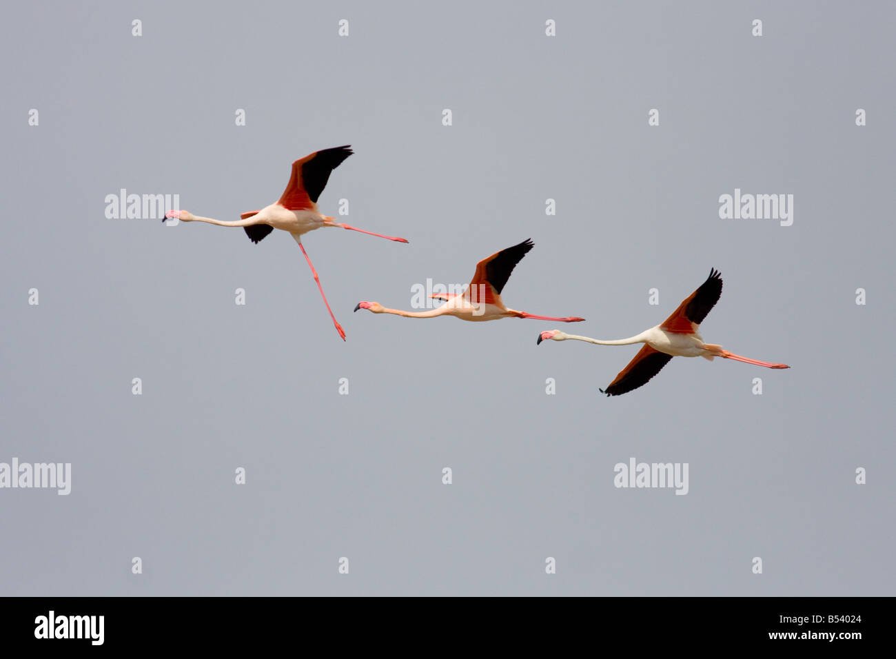Flamingos, Phoenicopterus ruber Stockfoto