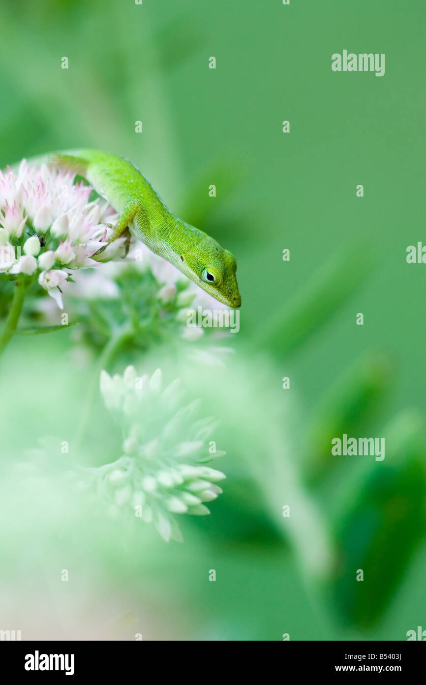 Grüne Anole Eidechse Anolis carolinensis Stockfoto