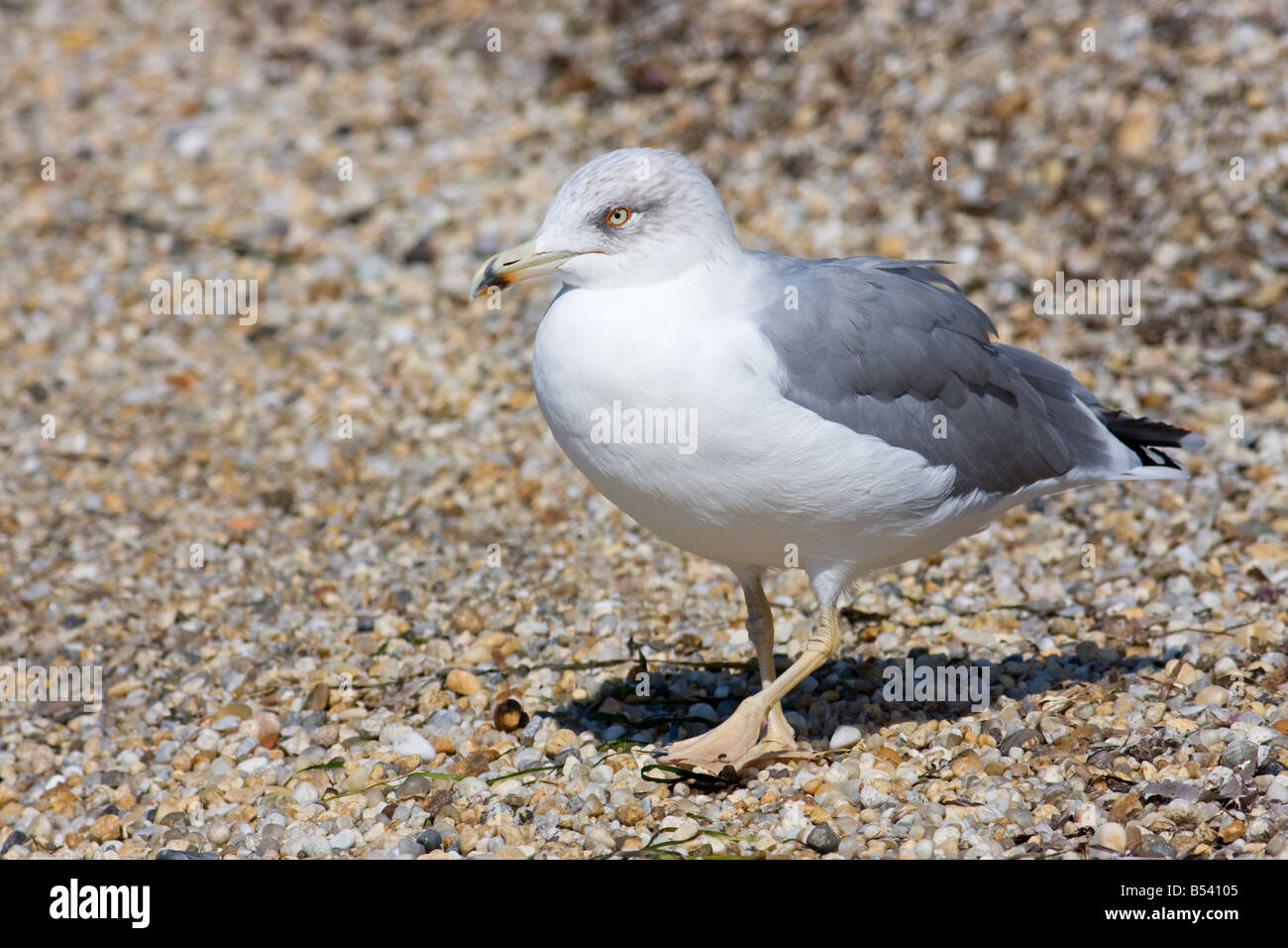 Erwachsenen Winter Yellow-legged Möve Larus michahellis Stockfoto