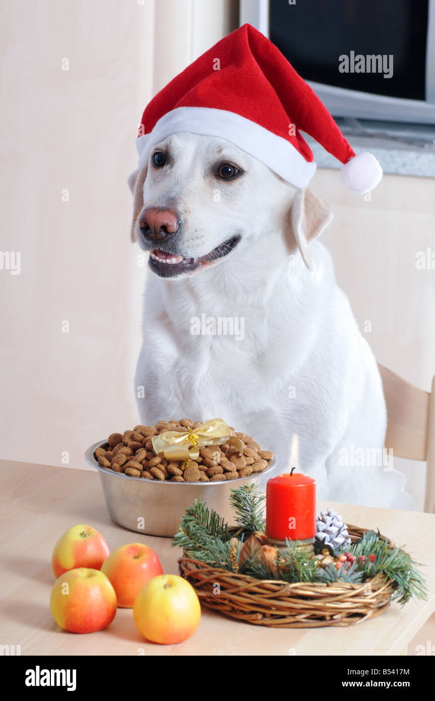 Hundeabendessen -Fotos und -Bildmaterial in hoher Auflösung – Alamy