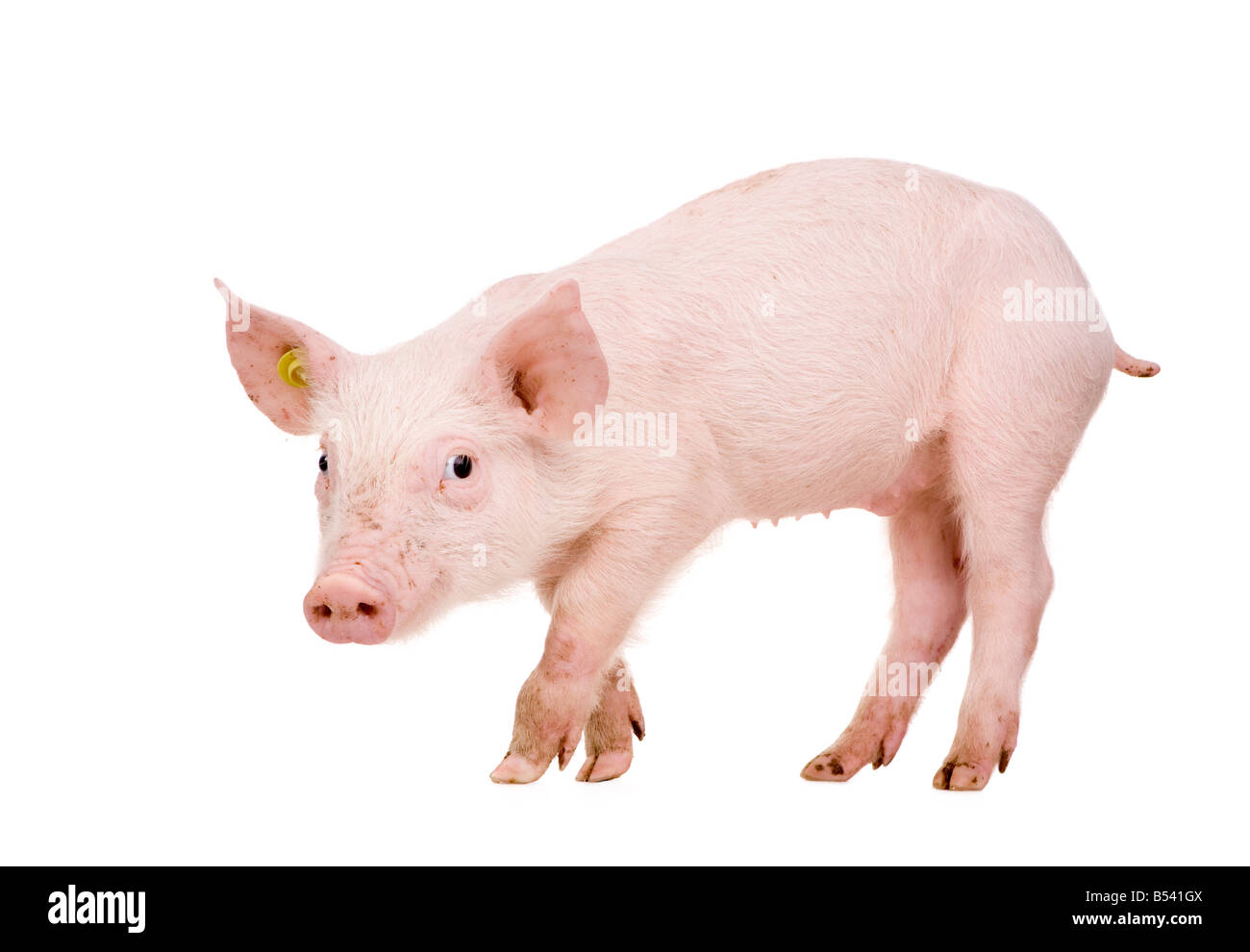 Young Pig 1 Monat vor einem weißen Hintergrund Stockfoto