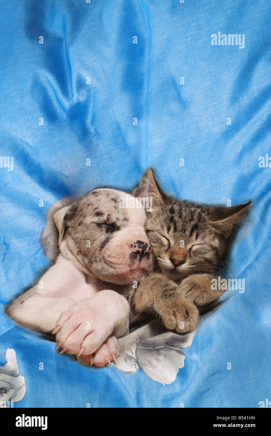 tierische Freundschaft: Deutsche Dogge Welpen und Kätzchen - schlafen Stockfoto