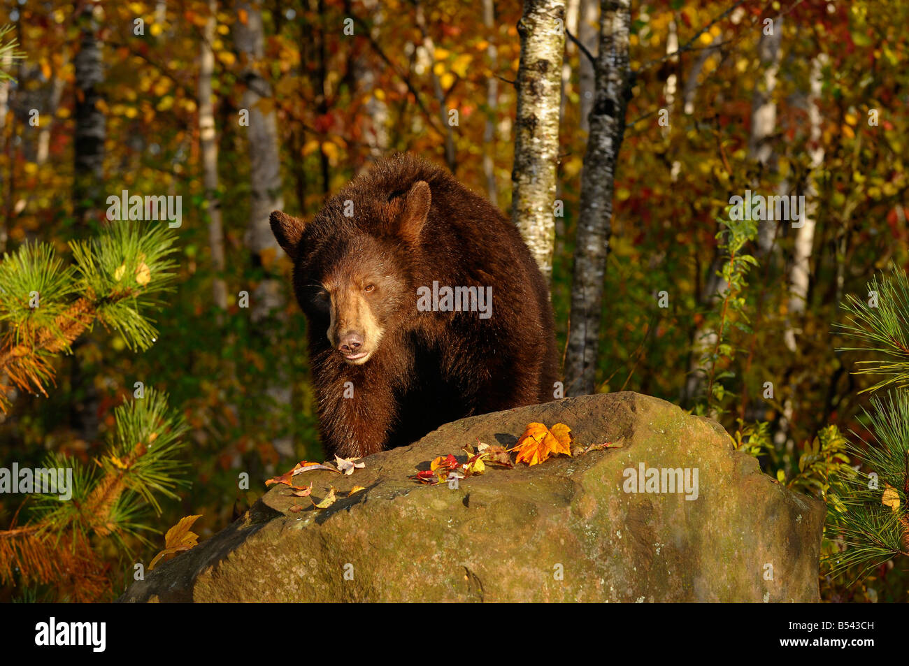 Amerikanische Schwarzbären zu Fuß über einen Felsen in einem Herbst-Wald mit Birken am Morgen Stockfoto