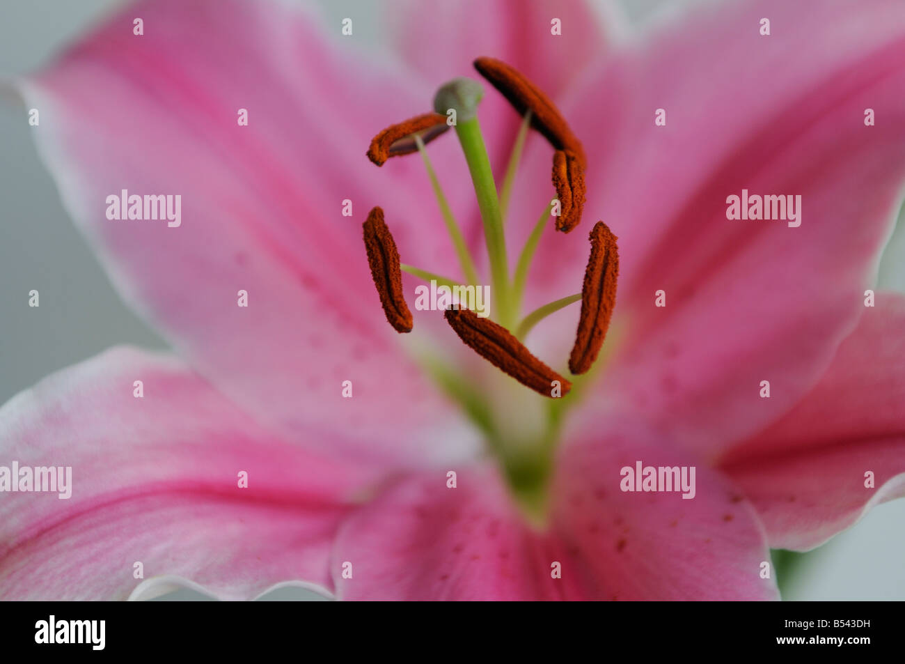 Rosa Tiger Lily Flower Stockfoto