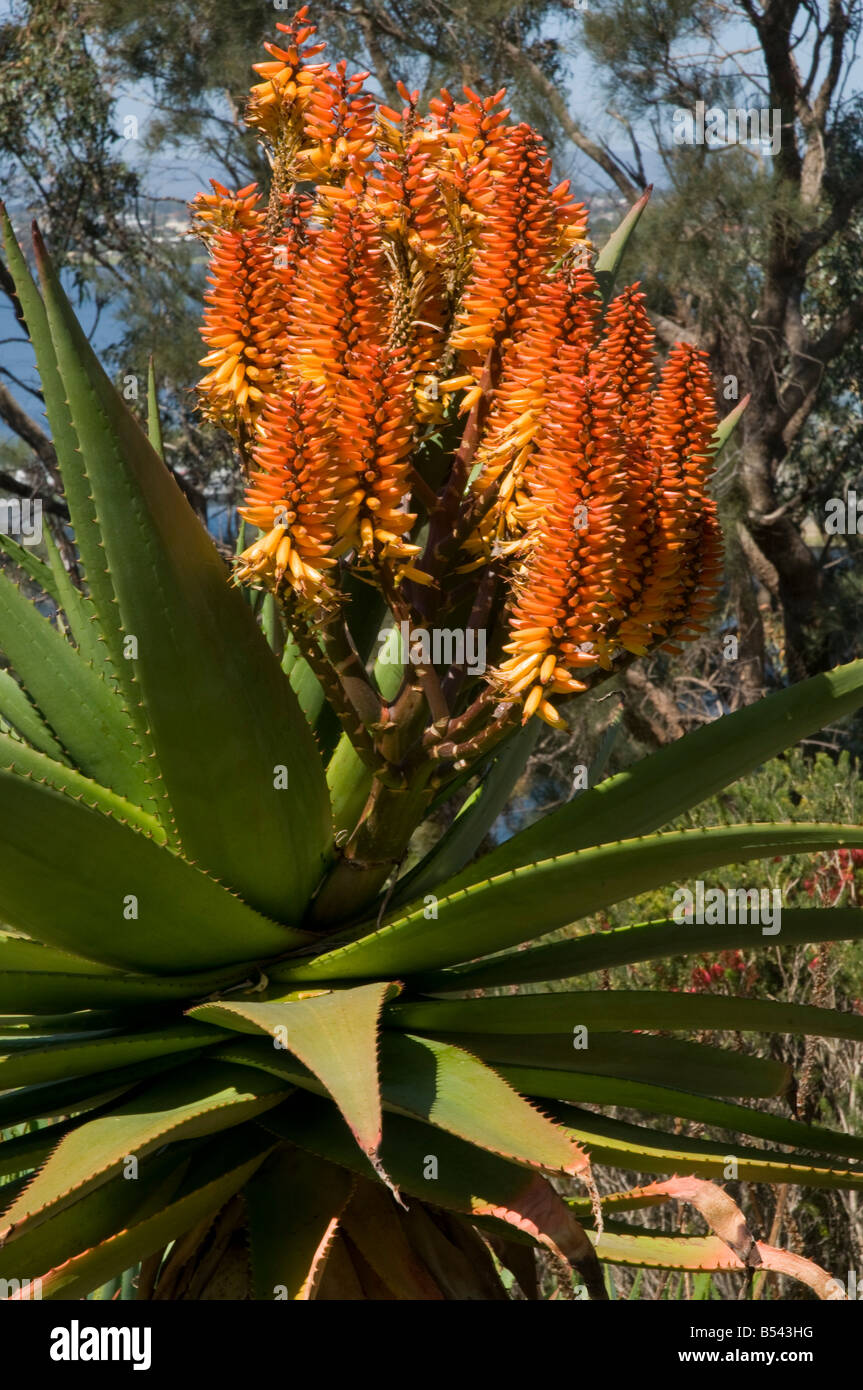 South African Hybrid Aloe Lilie der Wüste Stockfoto