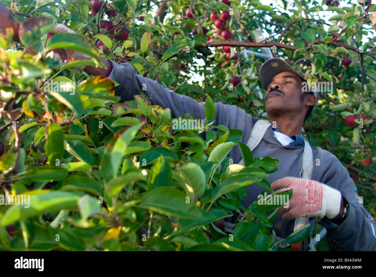 Zugewanderten Landarbeiter auf Allenholm Farmen im Süden Held VT Stockfoto
