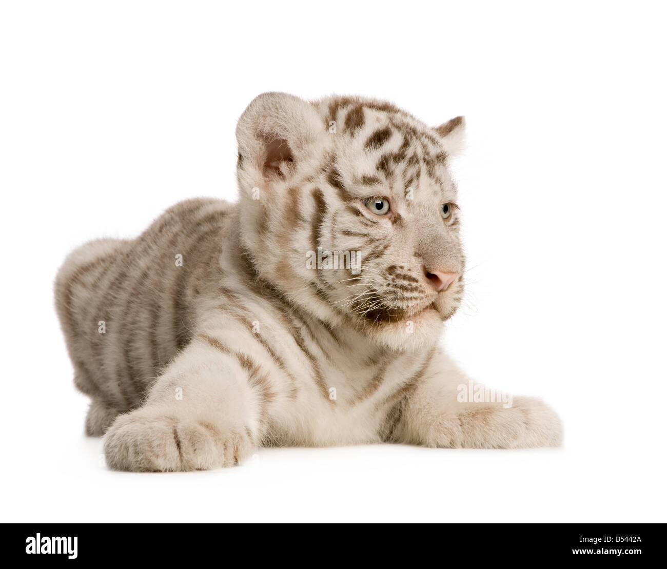 White Tiger Cub 2 Monate vor einem weißen Hintergrund Stockfoto