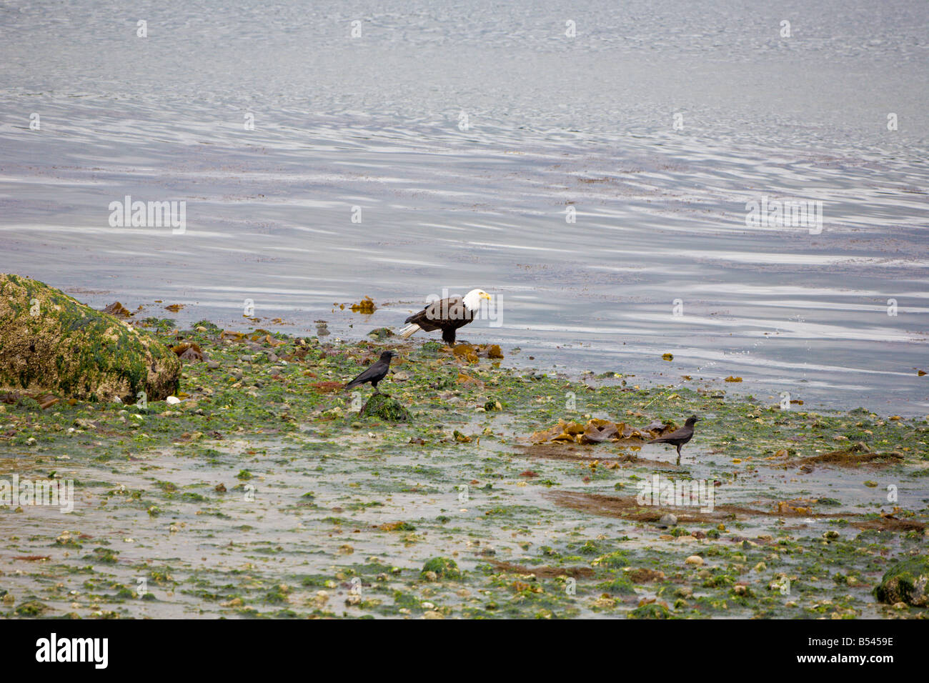 Weißkopfseeadler auf Ufer von Puget Sound in der Nähe von Seattle, Washington Stockfoto