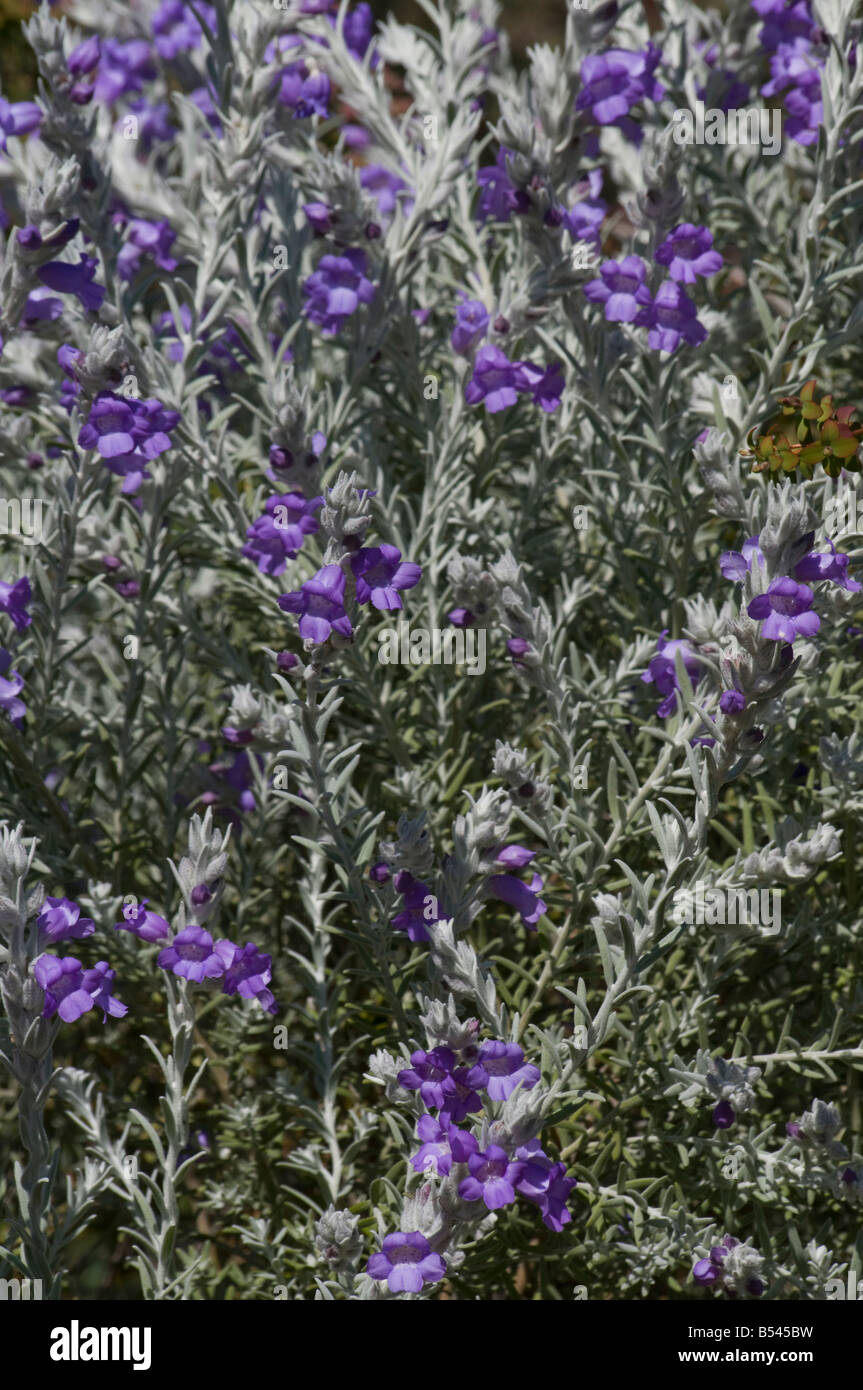West Australian Wildflower seidig Eremophila Eremophila Nivea Stockfoto