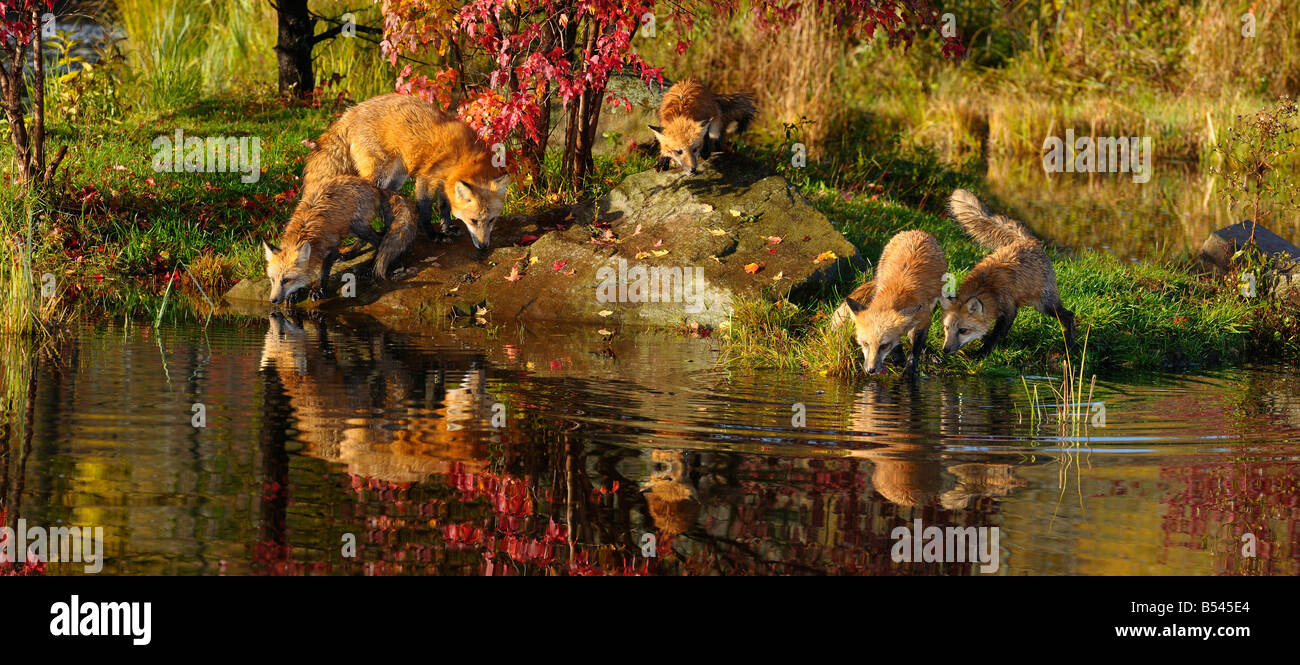 Panorama der Familie von Rotfüchsen trinken am Rand der Flüsse im Herbst mit Red Maple Leaf Reflexionen Stockfoto