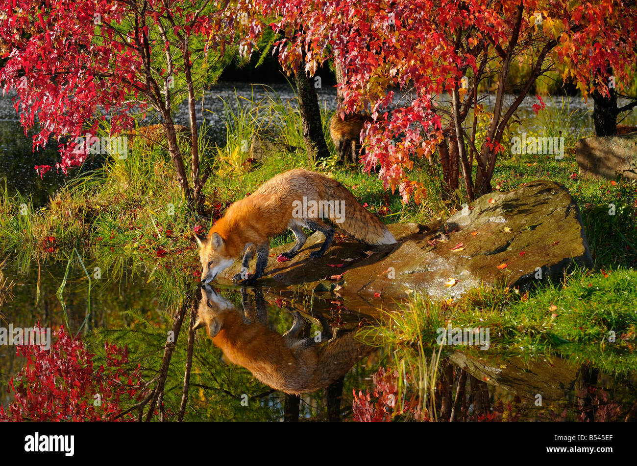 Rotfuchs trinken spiegelt sich im Wasser eines Flusses auf ein Herbstmorgen mit roten Ahornbäumen Stockfoto