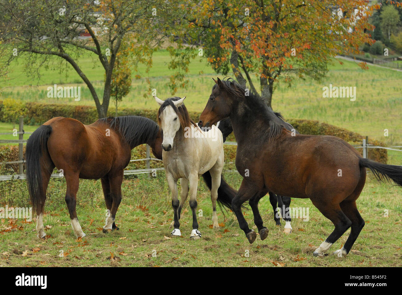 Shagya-Araber, Quarter Horse und Mangalarga Marchador auf Wiese Stockfoto