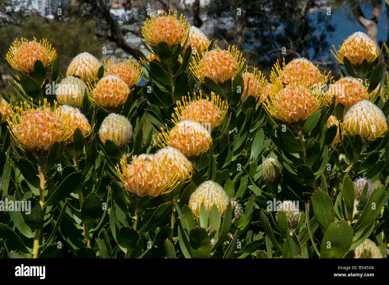 Südafrikanisches Pincushion blüht Leucospermum cordifolium Stockfoto