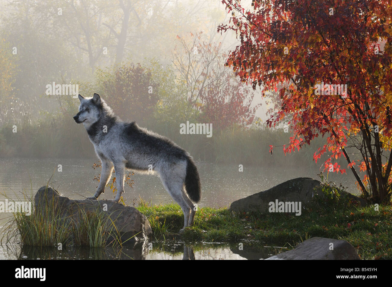 Backlit Alpha Timber Wolf Stehen Auf Felsen Uber Dem Wasser Im Nebel Des Fruhen Morgens Mit Roten Ahornbaum Stockfotografie Alamy
