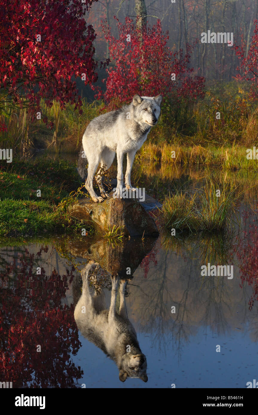 Timber Wolf stehend auf einem Felsen reflektiert in ruhigem Wasser inmitten roter Ahornblätter und Farben des Herbstes im Morgengrauen Stockfoto