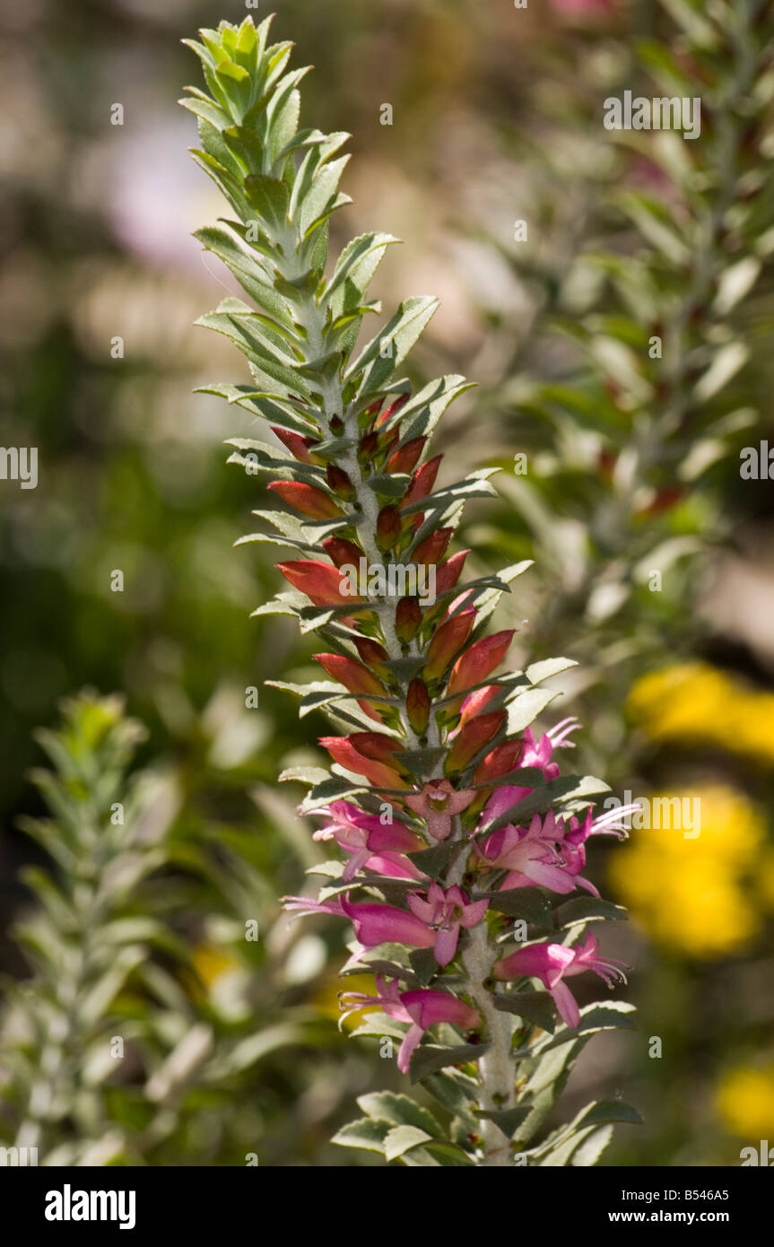Eremophila calorhabdos Fotos und Bildmaterial in hoher Auflösung Alamy