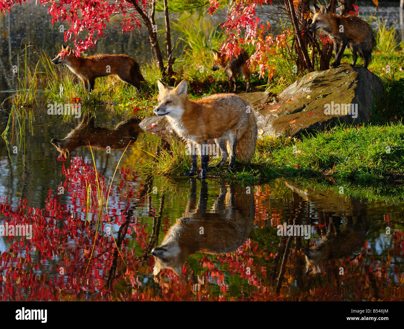 Rote Füchse am Rand des Wassers auf der Suche über einen Fluss im Herbst mit reflektierten Ahornblätter Vulpes Vulpes Minnesota USA Stockfoto