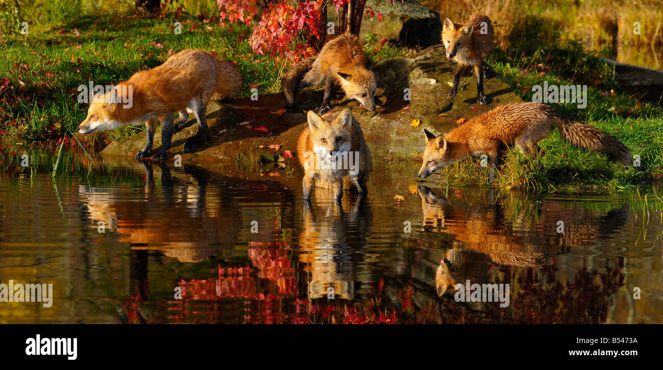 Panorama der Familie von Rotfüchsen trinken und im Herbst mit Red Maple Leaf Reflexionen am Rand der Flüsse waten Stockfoto