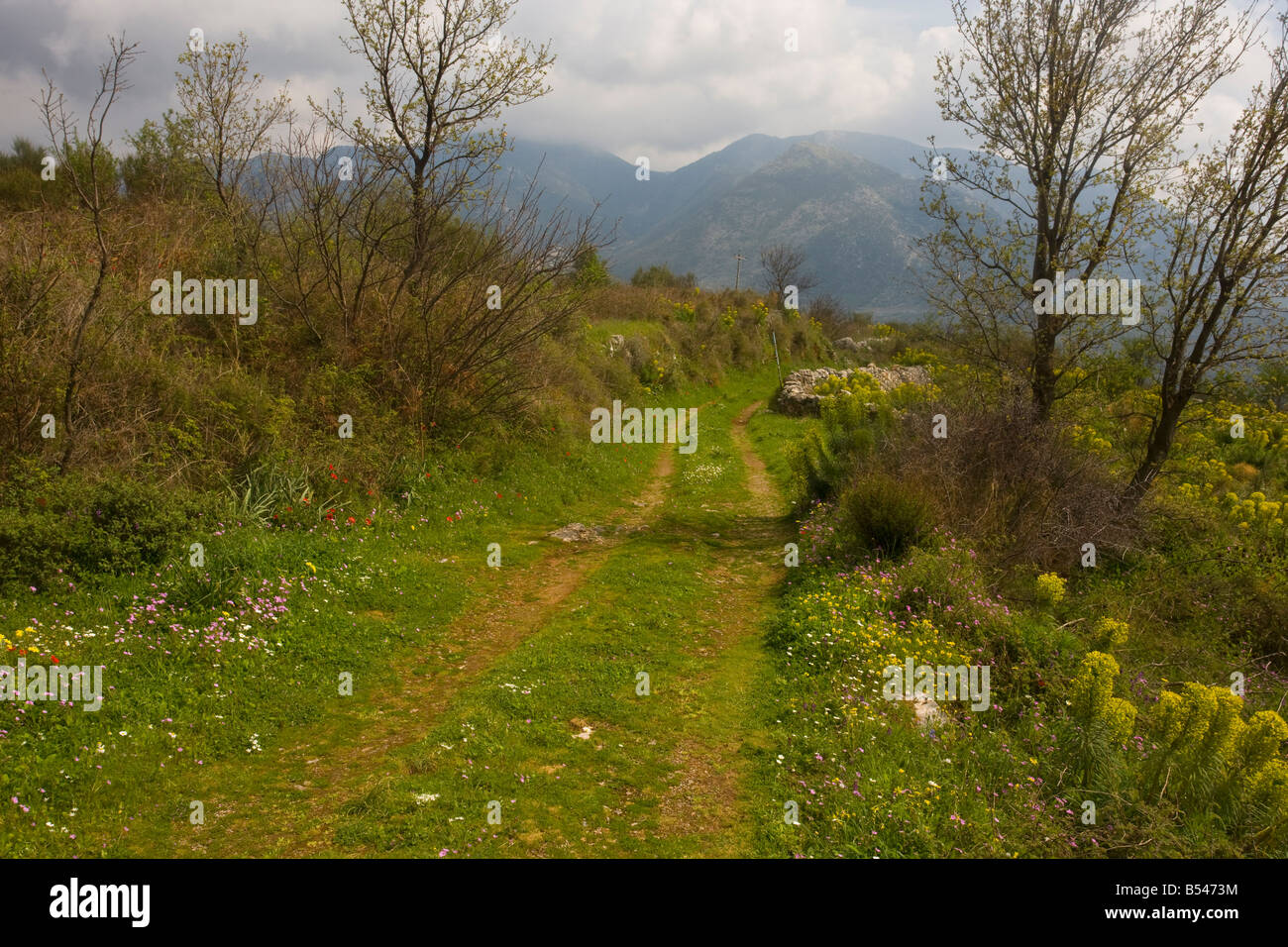 Frühling Blumen in Griechenland mit Track führt in Richtung der Berge Süden Griechenlands Mani Halbinsel Peloponnes Stockfoto