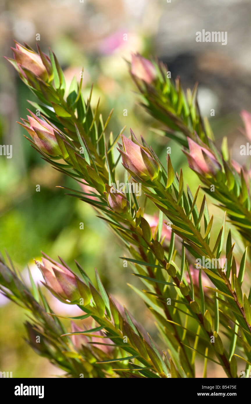 West Australian Wildflower Bunjong Pimelea Spectabilis Stockfoto