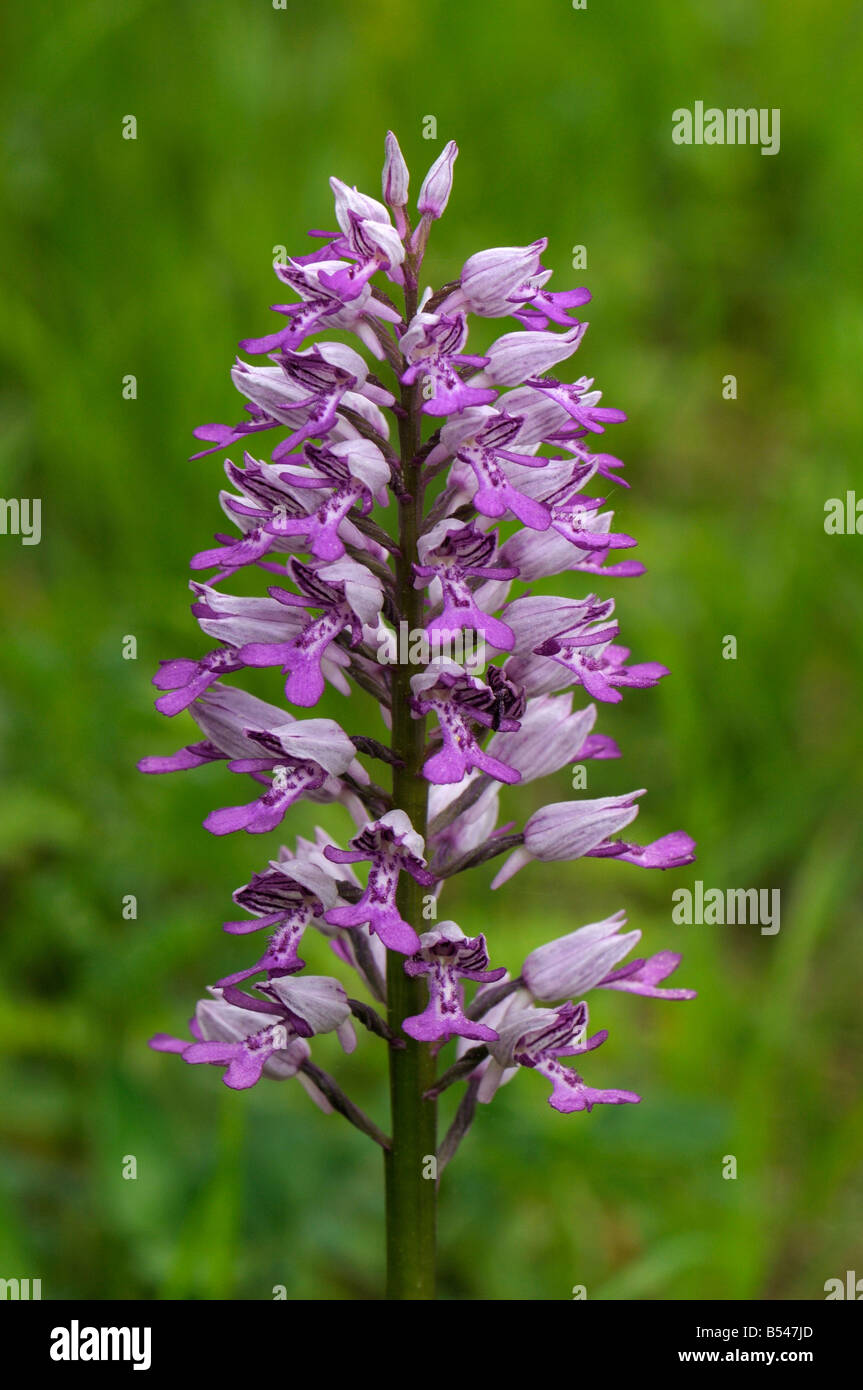 Militärische Orchidee, Soldat Orchidee (Orchis Militaris), Blüte Stockfoto